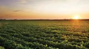 România mai are şanse să obţină prelungirea perioadei de rambursare a plăţilor pentru proiectele de dezvoltare rurală