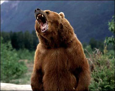 Avertisment de la un urs: când veţi vrea să fugiţi, nu veţi avea cum!