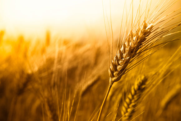 Ucraina vrea să menţină exportul de cereale la un nivel ridicat şi în 2015-2016