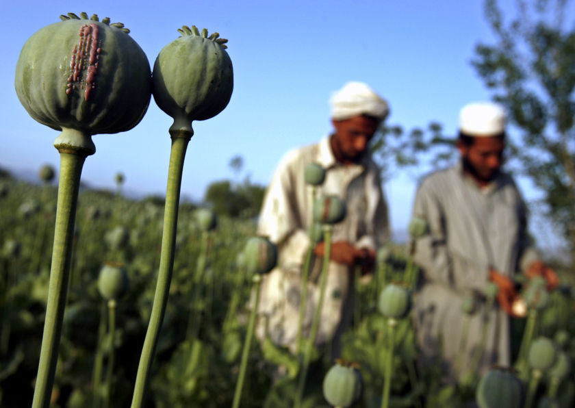 Producţia mondială de opium, la cel mai ridicat nivel din ultimii 85 de ani