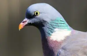 Incredibil! Cu ce sumă colosală a fost vândut acest porumbel