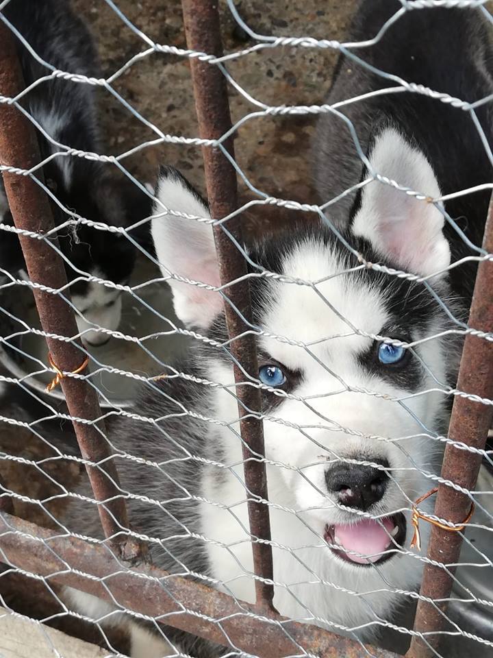 Noi reguli pentru românii care au câine! Sunteți obligați să faceți aceste lucruri