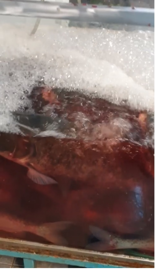 Imagini șocante! Pericol alimentar. Cum este ținut peștele pe care românii îl consumă