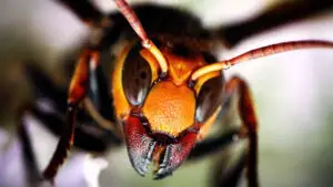 Pericol în Marea Britanie! Este invazie de insecte. Înțepătura poate fi mortală