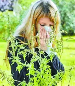 Planta care face ravagii printre români. Medicii spun că este un pericol. S-a înmulțit peste măsură