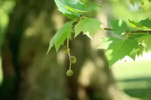 Alertă. Boli tropicale în București! Copacii plantați de curând, pericol public
