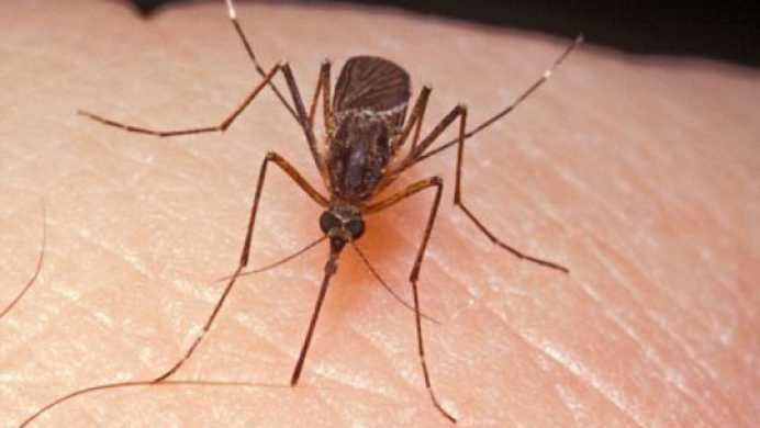 Țânțarii fac ravagii! Avertisment dur de la Ministerul Sănătății. Ce persoane sunt afectate de West Nile