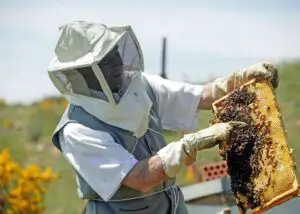 Probleme pentru apicultori! Producţia de miere, afectată în acest an