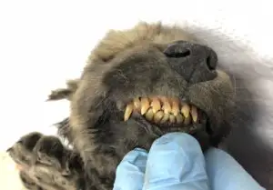 Este câine sau lup? Cadavrul mumificat al unui pui vechi de 18.000 de ani uluiește lumea științifică