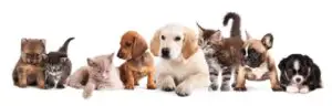 Vești bune pentru iubitorii de animale! Comercializarea acestora online devine mai sigură