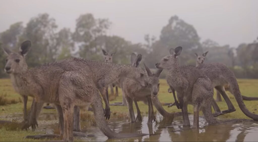 Imagini care te lasă fără cuvinte! Cum au reacționat animalele din Australia la ploaia de după incendii VIDEO 