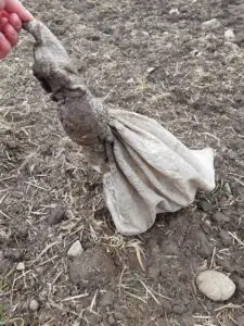 Cruzime fără margini la Brașov! Un câine a fost aruncat într-un sac pe un câmp. Mesajul salvatoarei pentru criminal