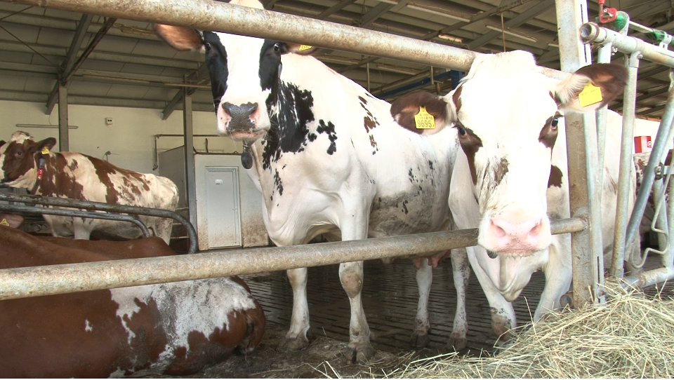 Roboții care mulg vacile la o fermă din Bistrița-Năsăud! Modernizare în agricultura din România