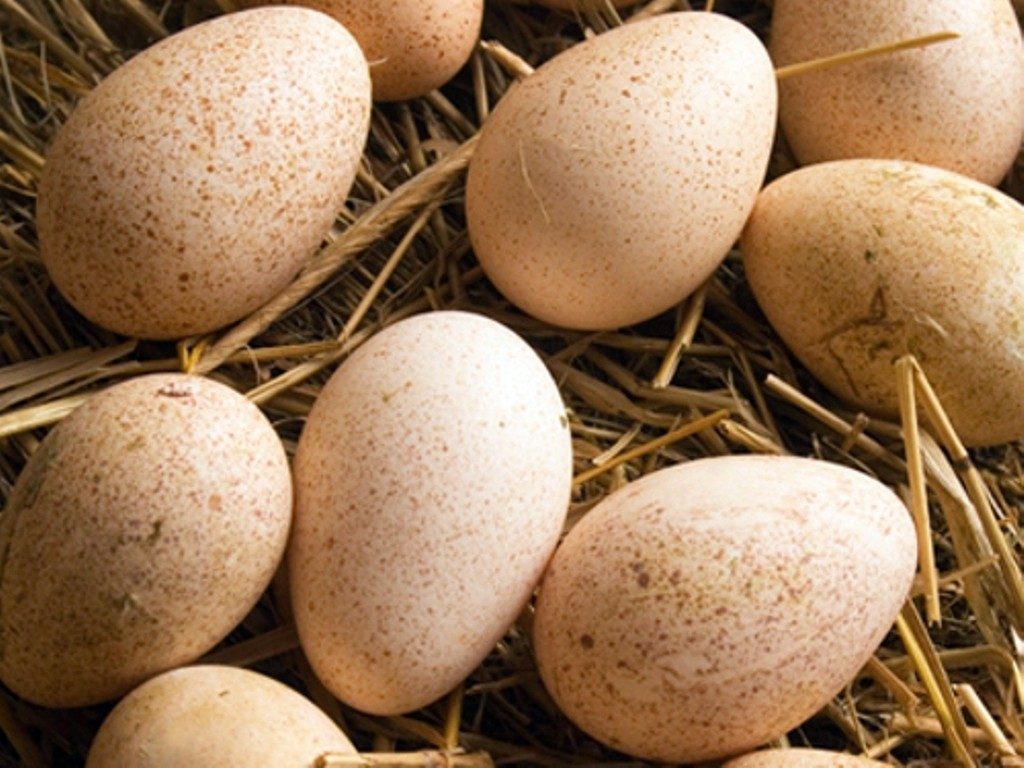 Cancer în laborator. Ouăle vândute de 2 franțuzoaice nu sunt de fapt ouă