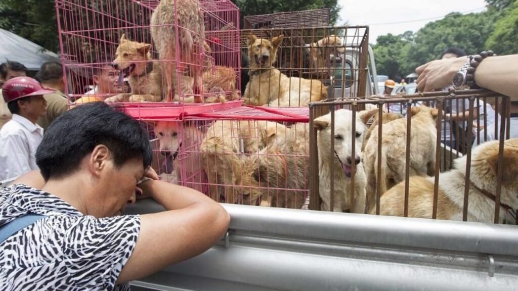 China sfidează campaniile guvernamentale. Festivalul anual al cărnii de câine s-a deschis din nou