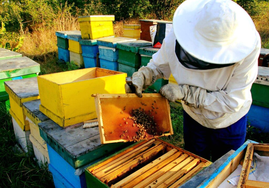 Povestea mierii de la nea Radu, sută la sută produsinilfov.ro