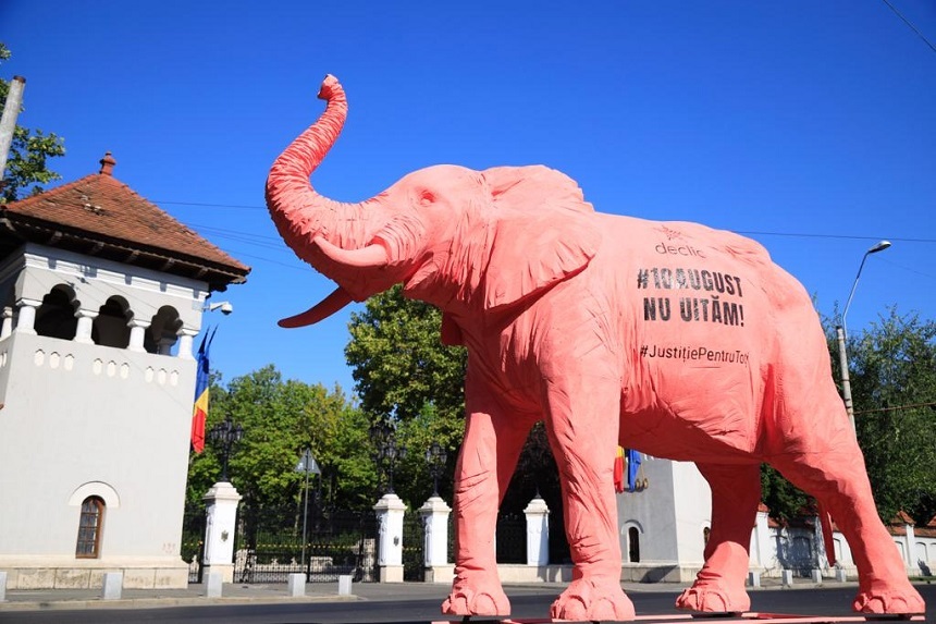 Protest inedit în București! Un elefant roz, plimbat pe la instituțiile statului din Capitală VIDEO