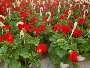 Mogoşoaia, locul de unde vin florile și visurile din copilărie se împlinesc (P)