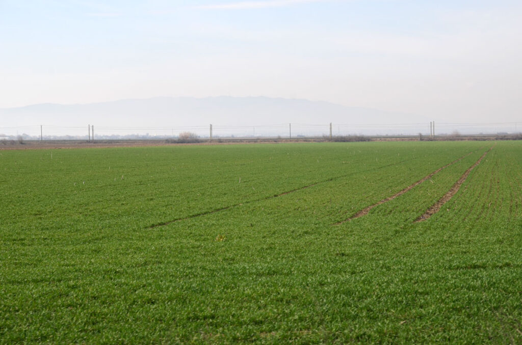Nemţii cultivă pământul lăsat pârloagă de români. Doi tineri din Hanovra se îmbogăţesc la Fălticeni