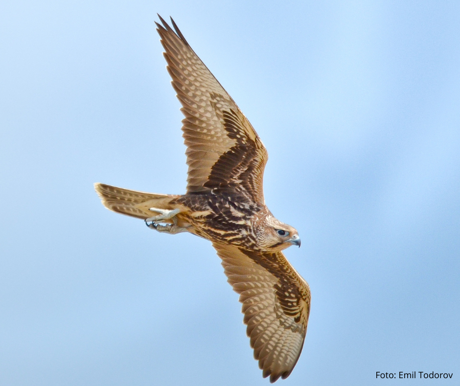 Vânătoarea cu păsări de pradă, la un pas de legalizare. Camera Deputaților a votat în favoarea legalizării falconiei