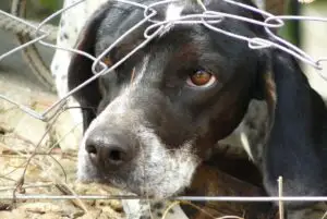 Legătura dintre criminalii în serie și cruzimea adusă animalelor. Cum apar problemele