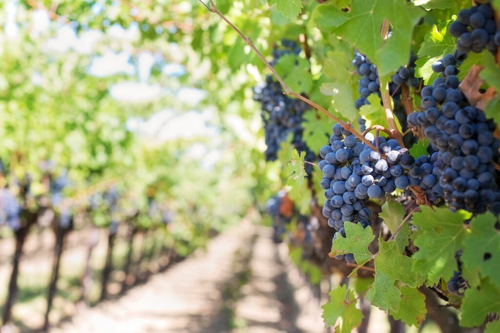 România are cele mai multe exploataţii viticole din Uniunea Europeană