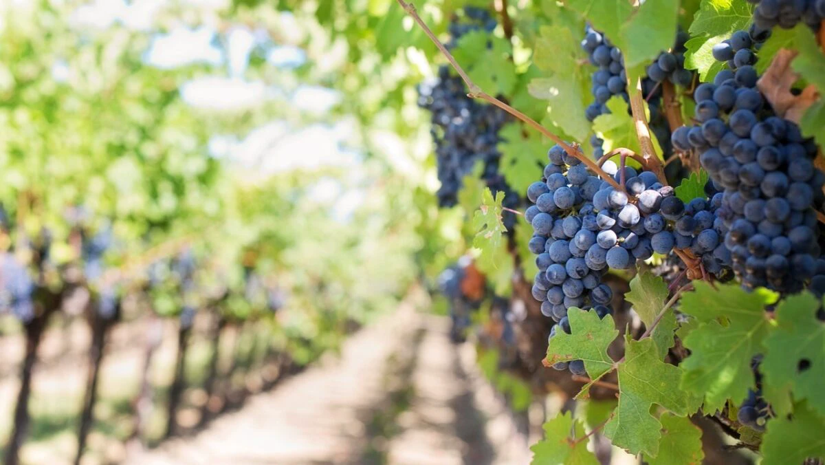 Scădere importantă a producţiei de vin din România în 2020. Care este situaţia la nivelul principalilor producători mondiali