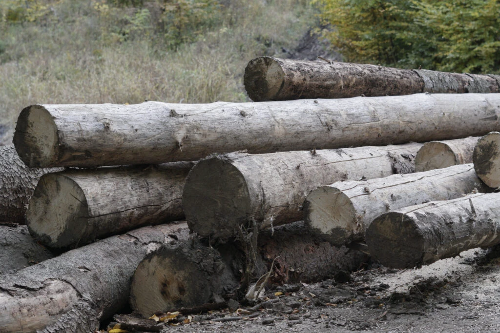 Poliţia a descins la hoţii de lemne din Vrancea. A fost confiscat material lemnos în valoare de 260.000 de lei