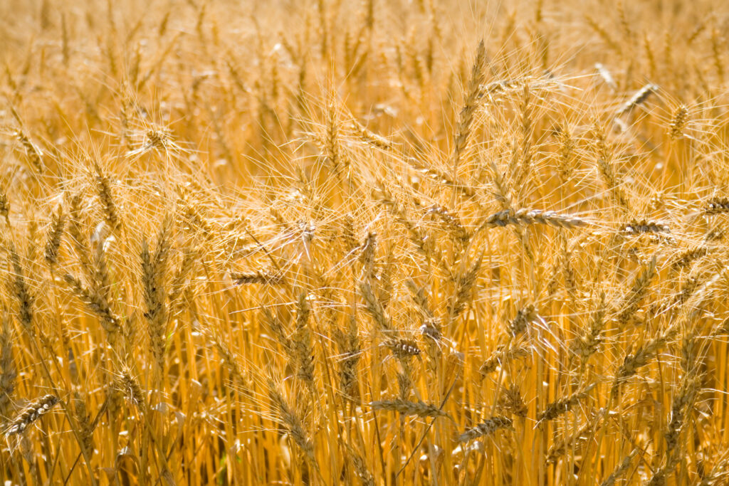 Producția de cereale din acest an a fost în scădere cu 44% față de 2019