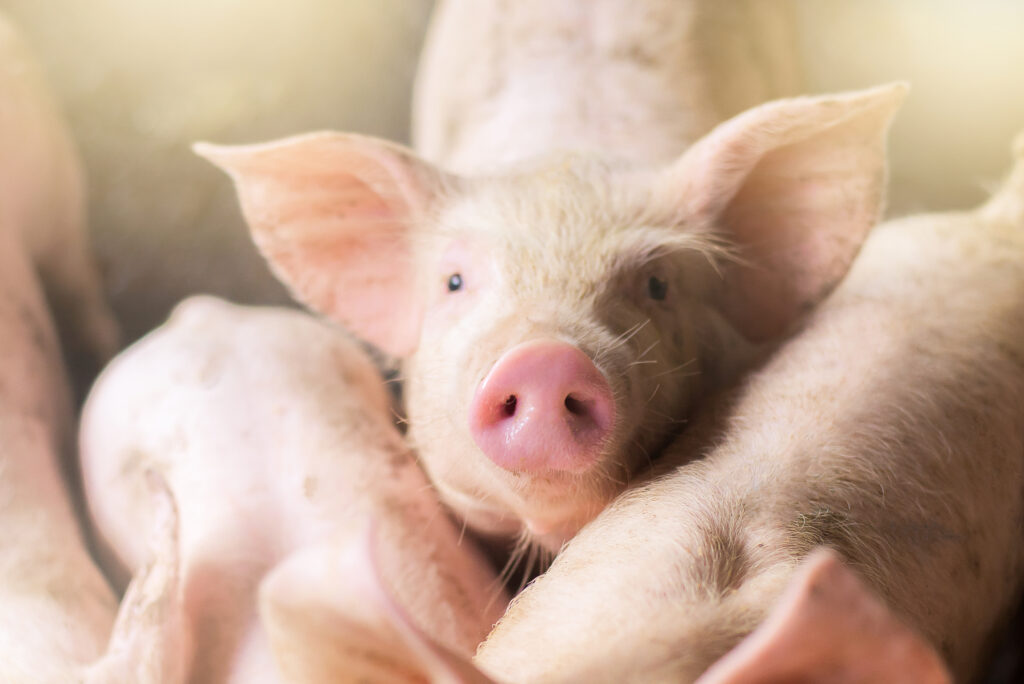 Pesta porcina africană a lovit cel mai mare crescător de porci din judeţul Buzău! Peste 8.300 de animale vor fi sacrificate