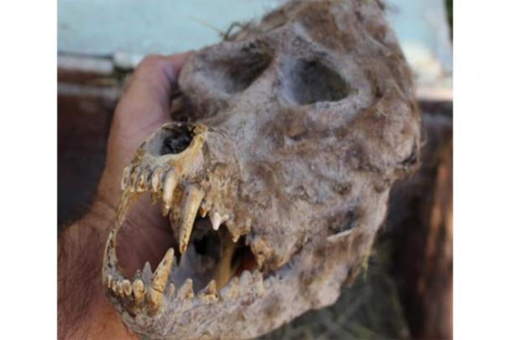 Craniul unui vampir este descoperit în Macedonia