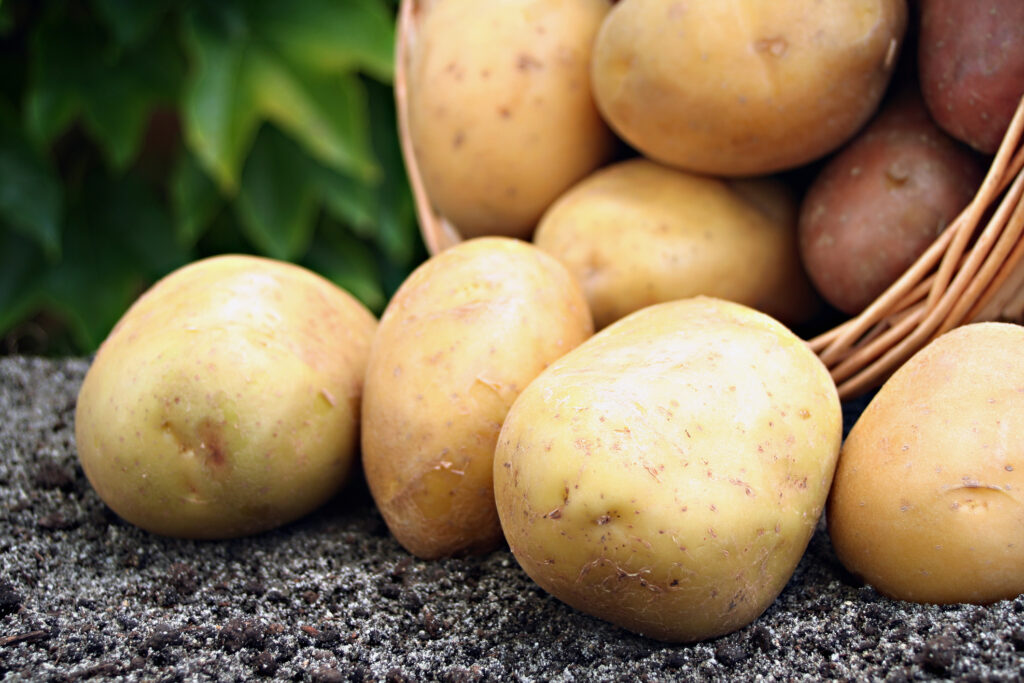 Producția de cartofi a înregistrat o scădere de aproape 21% față de anul trecut. Cifre oficiale MADR