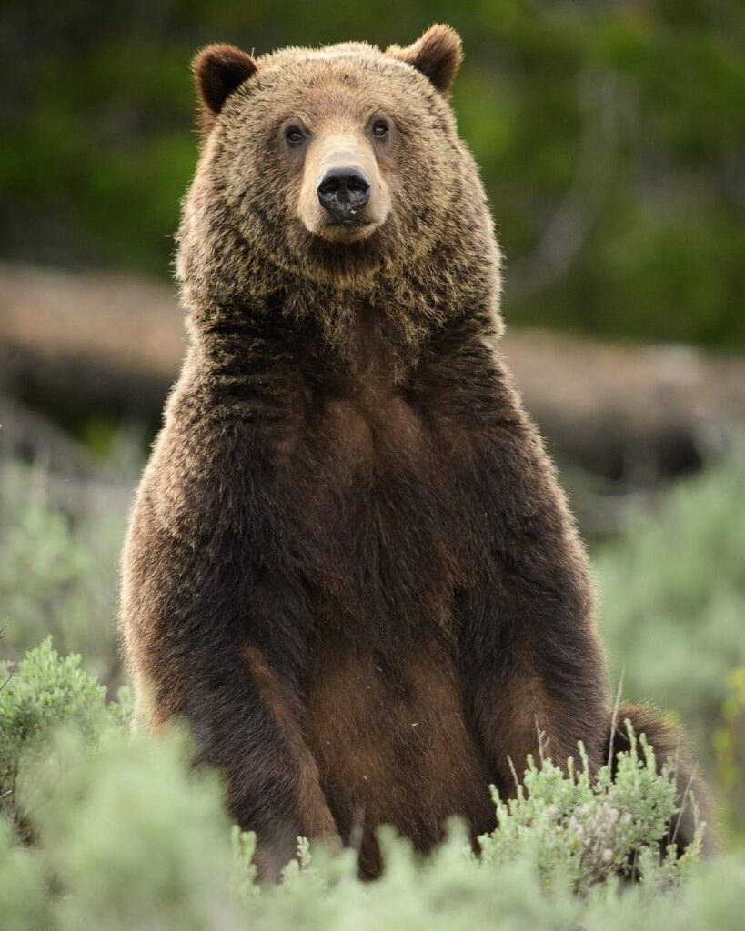 Ministrul Mediului, nemulțumit de nerezolvarea problemelor privind urșii: Pericolul este unul real