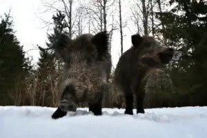 Orașul în care oamenii trăiesc alături de animale sălbatice. Care este misterul „conviețuirii” lor
