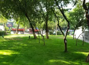Un nou proiect lansat în Capitală: Adoptă un spațiu verde! Cui se adresează și cine va avea prioritate