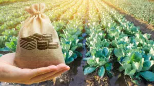 Agricultura României riscă să piardă până la 6,5 miliarde de euro. Până la 13.000 de locuri de muncă sunt în pericol