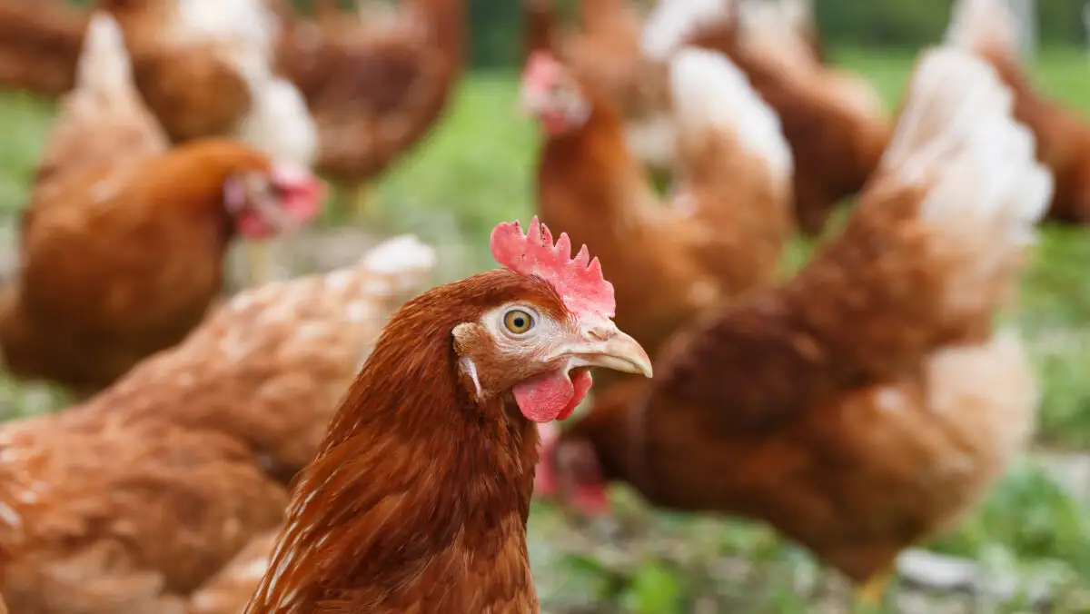 Industria avicolă este pusă în pericol. Petre Daea: Orice întârziere va produce pierderi incomensurabile