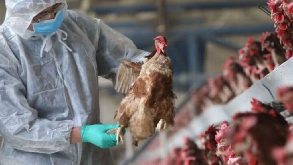 Focar de gripă aviară în Franța. Ministerul Agriculturii a anunțat sacrificarea a milioane de păsări