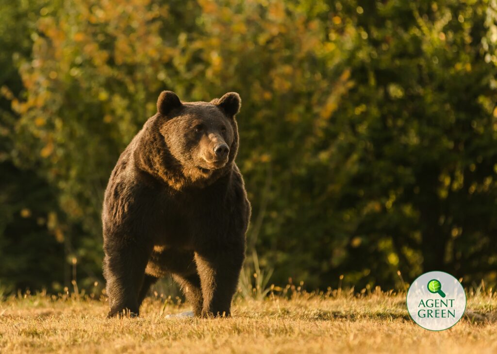 Cel mai mare urs din România a căzut pradă braconierilor străini! Acuzații fără precedent din partea ONG-urilor de mediu