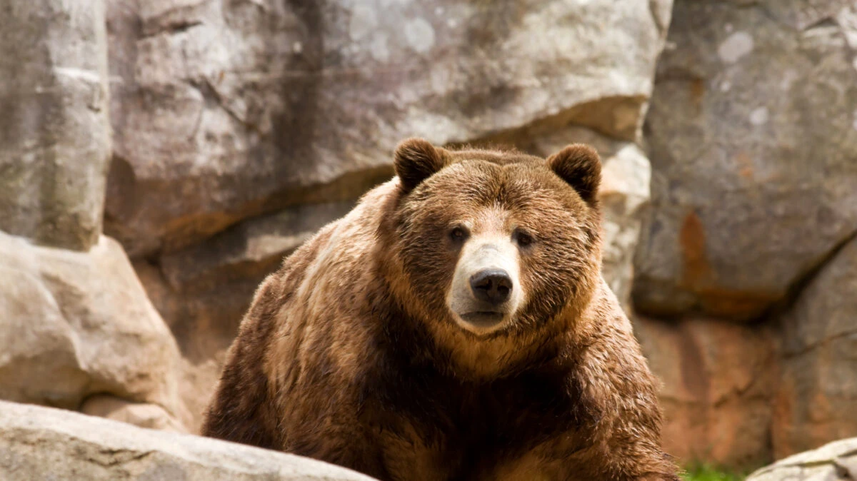 Se schimbă legea. Ce se va întâmpla cu urșii din România