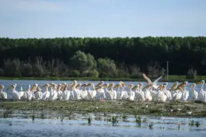 Mahmudia, Delta Dunării. Lumea sălbatică de care nu știm să ne bucurăm