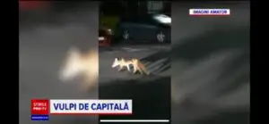VIDEO: După șobolani, acum vulpile au invadat Bucureștiul. Cinci animale sălbatice au fost filmate în zona Baicului