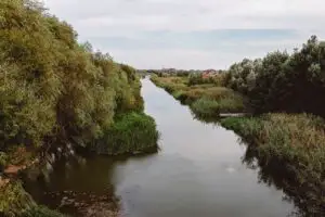 Invazie de șerpi într-un mare oraș din România! ”Am mai văzut câte un şarpe, dar nu aşa mulţi şi mari. Foarte mari” (VIDEO)