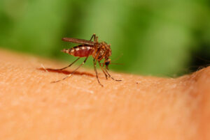 țânțari