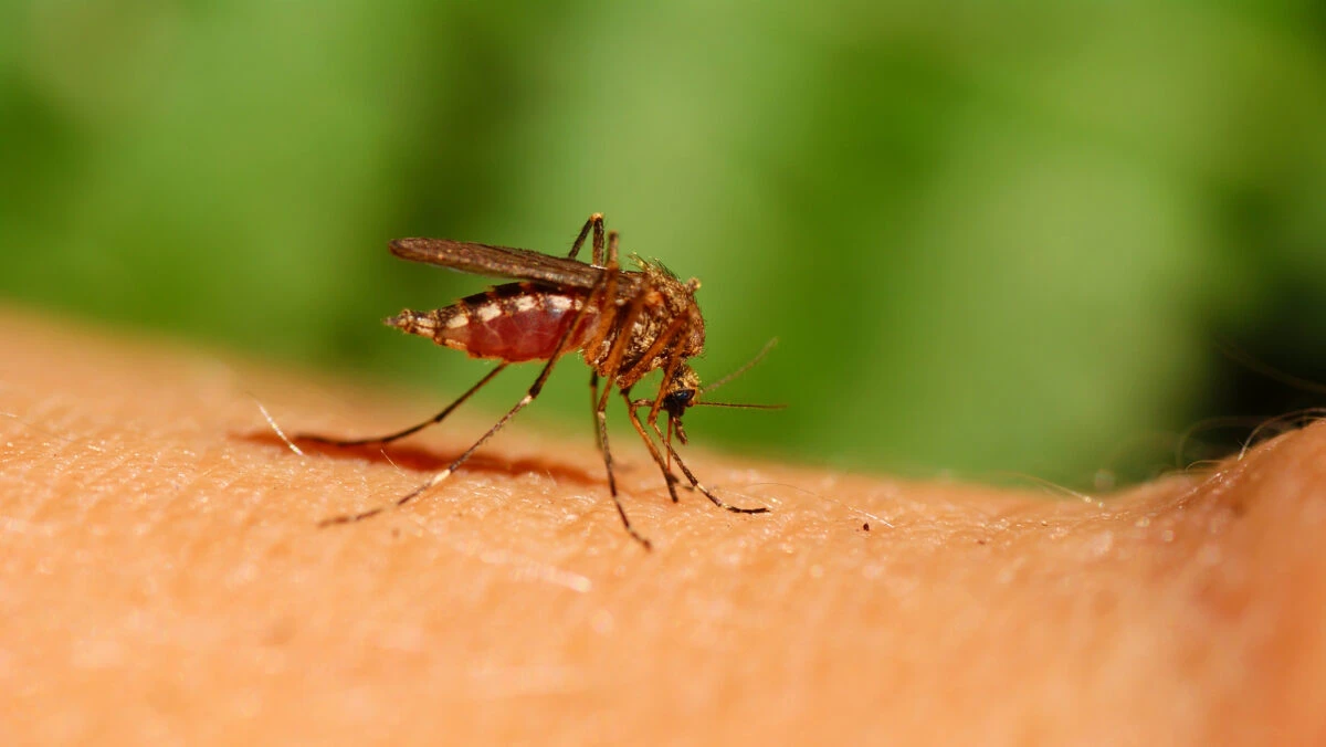 Avalanșă de țânțari periculoși în Capitală. Sunt purtători ai virusului West Nile. Primăria ia măsuri drastice