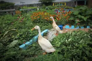 Ungurii pun la zid Comisia Europeană: Bunăstarea gâștelor este mai importantă decât minorităție naționale