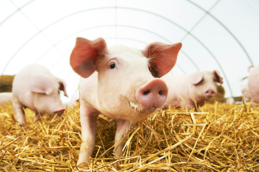 Semnal de alarmă de la producători! Industria cărnii de porc din România, la un pas de dezastru