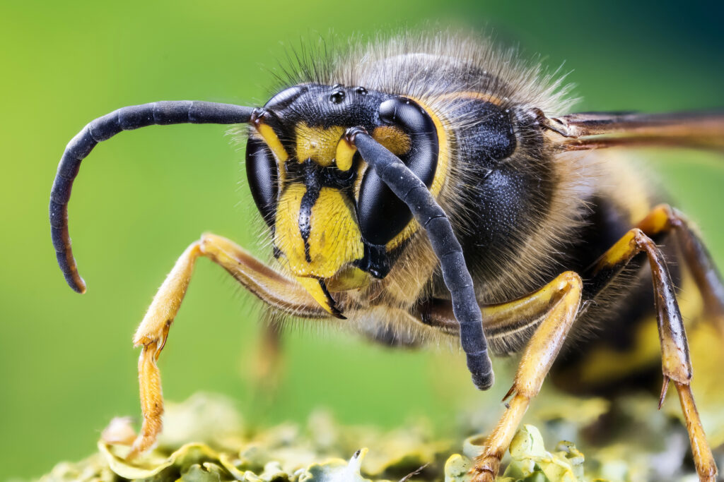 Viespile ucigașe, pericol pentru albine. Își decapitează victimele și le mănâncă puii