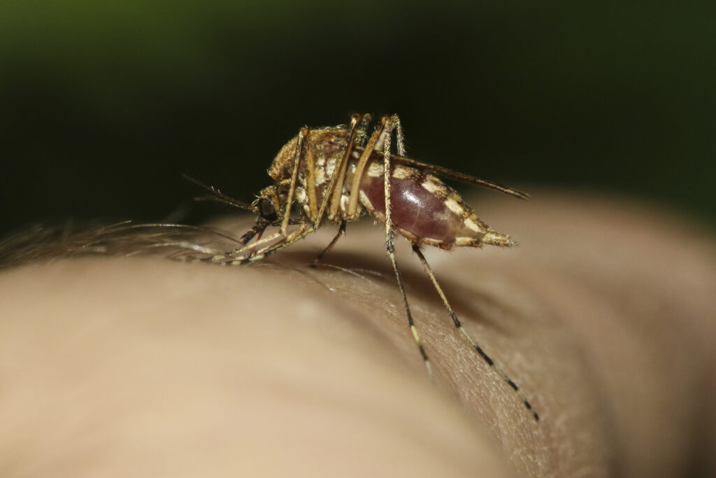 De ce unii oameni sunt precum un magnet pentru țânțari, iar alții nu