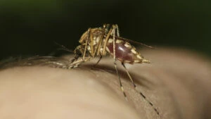 West Nile ţânţari